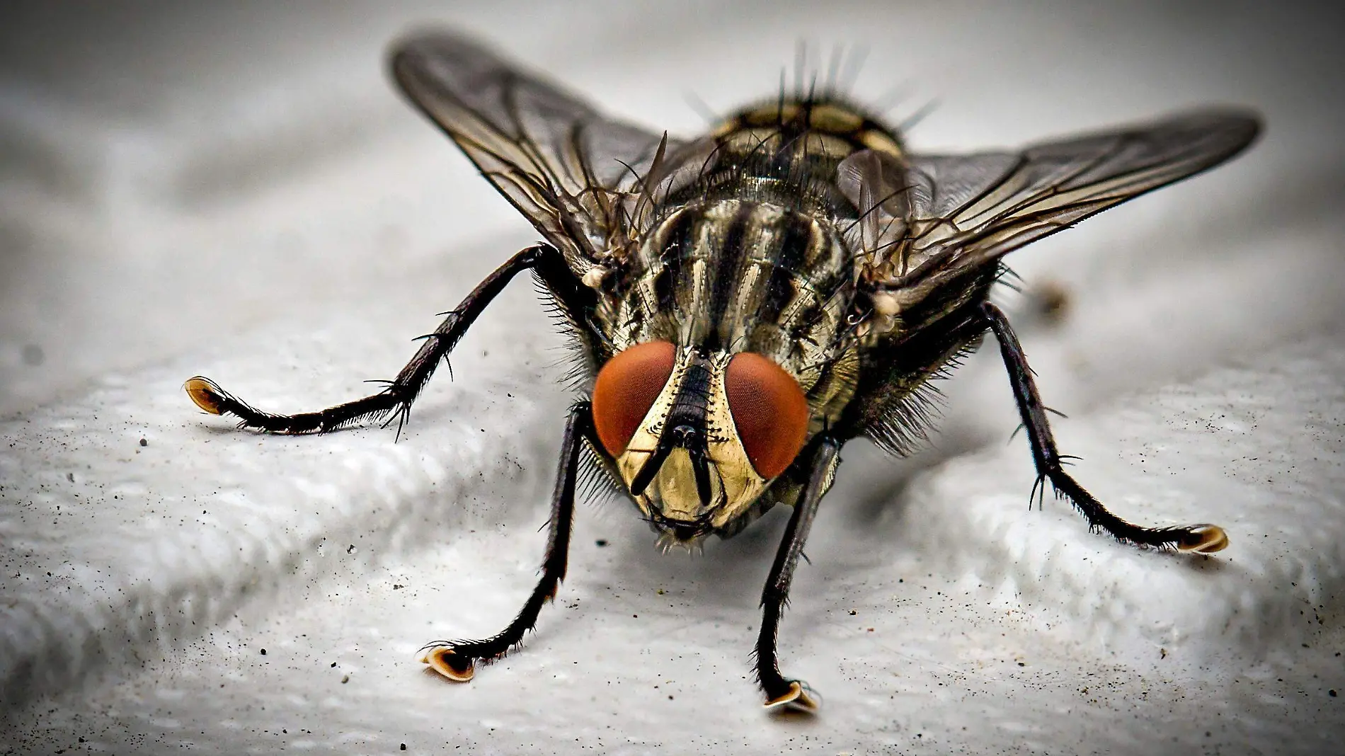 as moscas son insectos portadores de gérmenes, bacterias y enfermedades-  pexels.